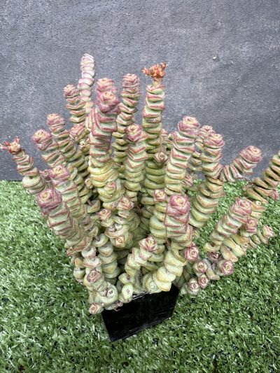 Crassula marnieriana