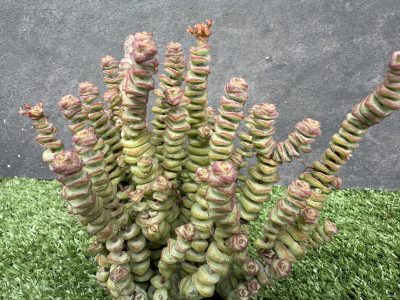 Crassula marnieriana - Зображення 2