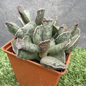 Adromischus cooperi