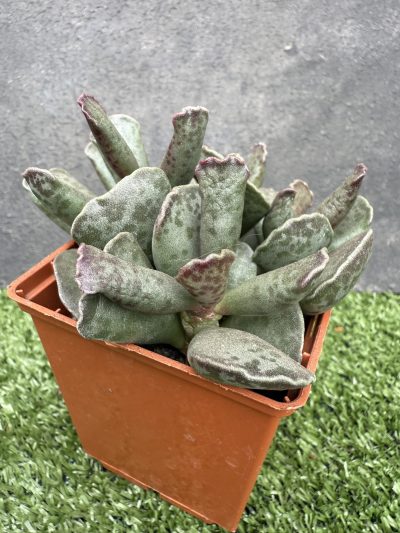 Adromischus cooperi