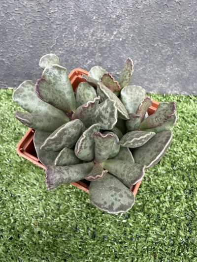 Adromischus cooperi - Зображення 2