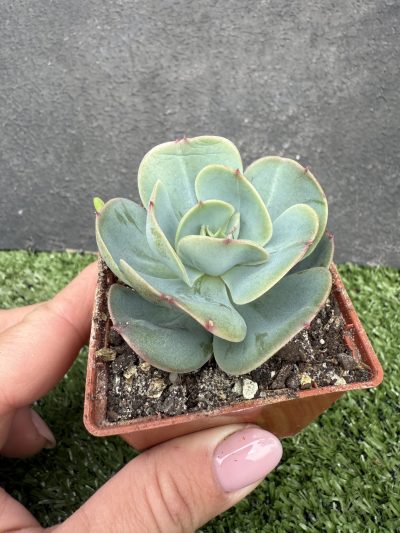 Echeveria Peach Pride - Зображення 2