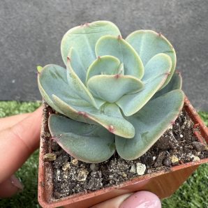 Echeveria Peach Pride