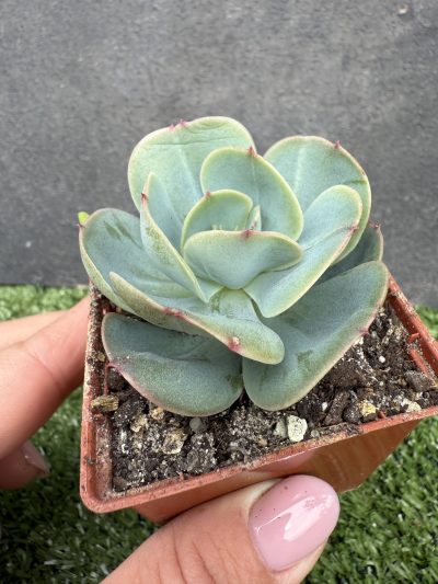 Echeveria Peach Pride