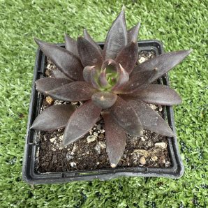 Echeveria Black Knight