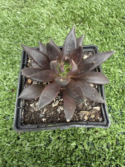 Echeveria Black Knight