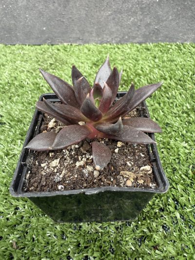 Echeveria Black Knight - Зображення 2