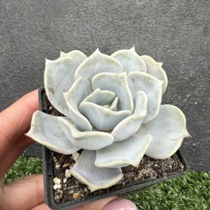 Echeveria lilacina