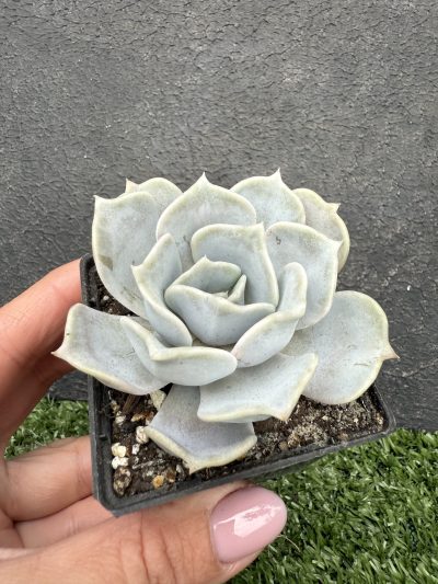 Echeveria lilacina