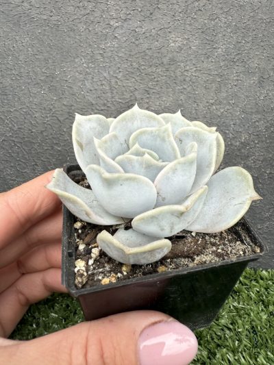 Echeveria lilacina - Зображення 2
