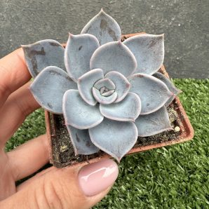 Echeveria Latte Rose
