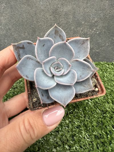 Echeveria Latte Rose