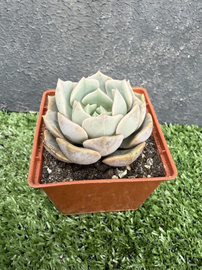 Echeveria hybr - Зображення 2