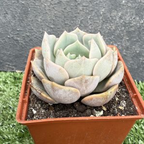 Echeveria hybr