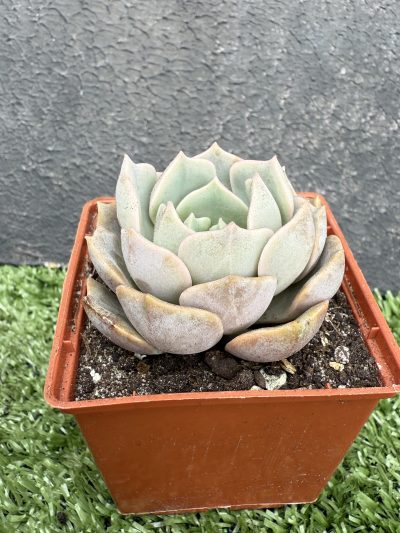 Echeveria hybr