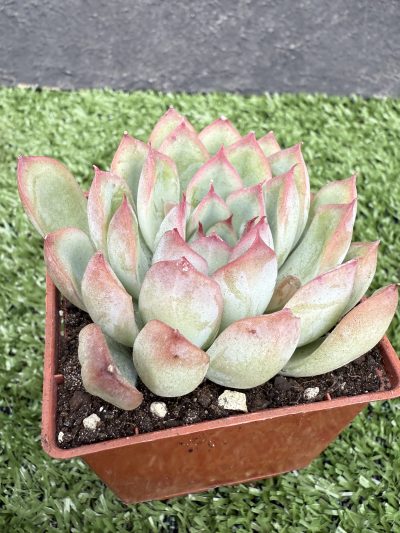 Echeveria Hercules - Зображення 2