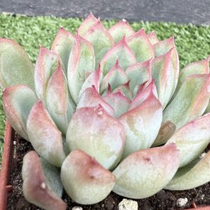 Echeveria Hercules