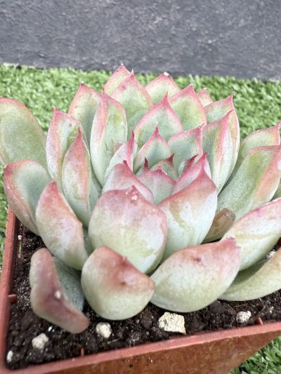 Echeveria Hercules