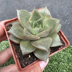 Echeveria purpusorum
