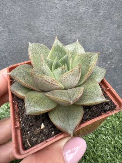 Echeveria purpusorum - Зображення 2