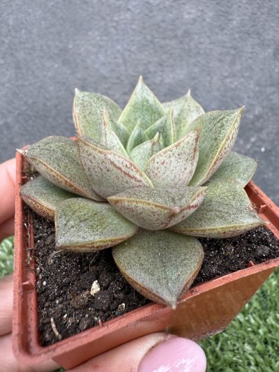 Echeveria purpusorum - Зображення 3