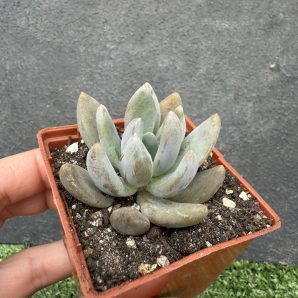Pachyveria Blue Mist