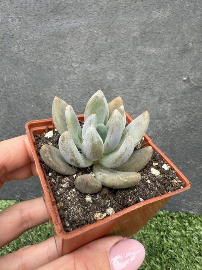 Pachyveria Blue Mist