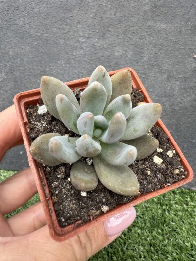 Pachyveria Blue Mist - Зображення 2