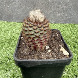 Frailea angelensis