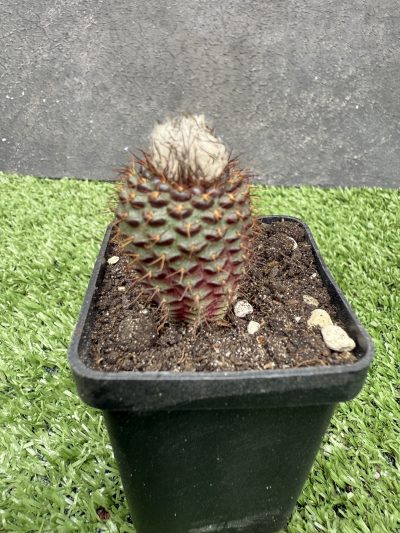 Frailea angelensis