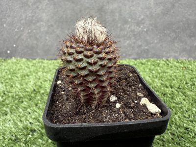 Frailea angelensis - Зображення 2