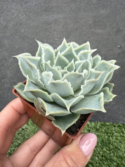Echeveria Laguna Sanchez - Зображення 2