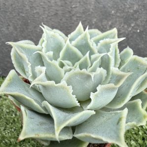Echeveria Laguna Sanchez