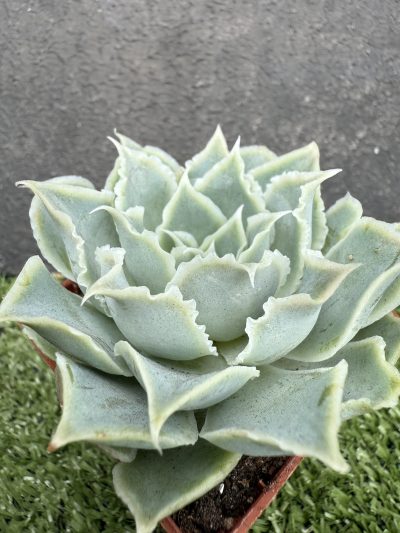 Echeveria Laguna Sanchez