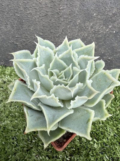 Echeveria Laguna Sanchez - Зображення 3