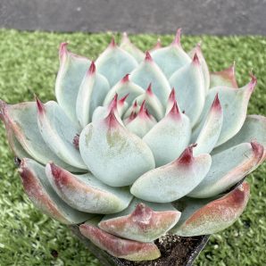 Echeveria chihuahuensis Ruby Blush