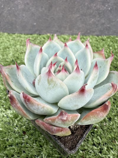 Echeveria chihuahuensis Ruby Blush