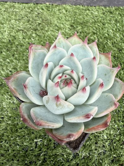 Echeveria chihuahuensis Ruby Blush - Зображення 2