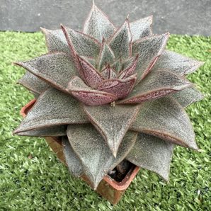 Echeveria purpusorum