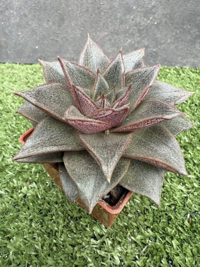 Echeveria purpusorum