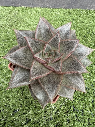 Echeveria purpusorum - Зображення 2