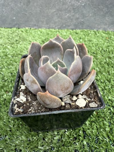 Echeveria Brown Olive - Зображення 2