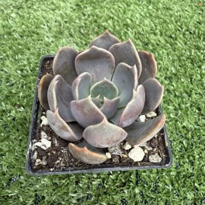Echeveria Brown Olive
