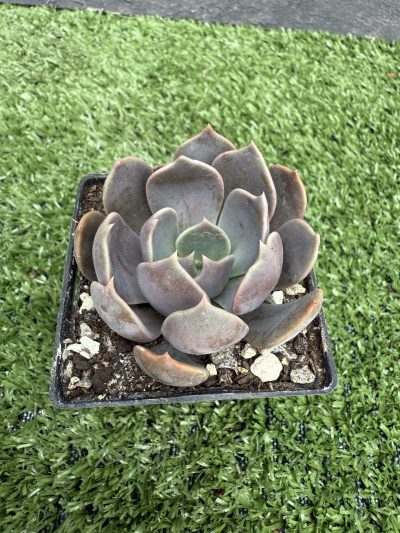 Echeveria Brown Olive