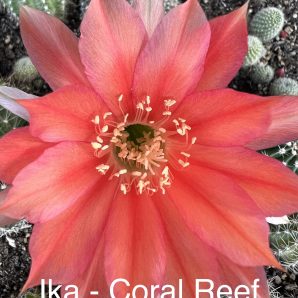 Echinopsis Ika - Coral Reef (власний гібрид)