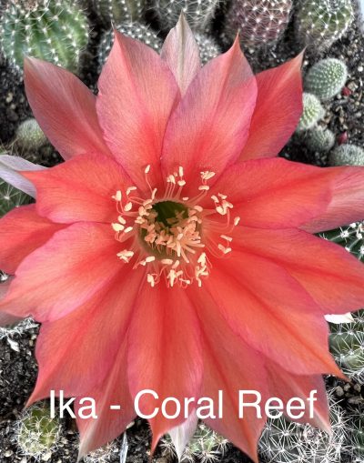 Echinopsis Ika - Coral Reef (власний гібрид)