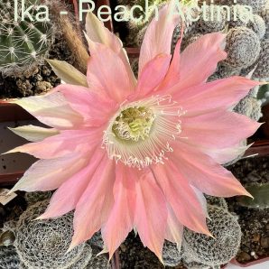 Echinopsis Ika - Peach Actinia (власний гібрид)