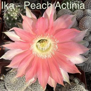 Echinopsis Ika - Peach Actinia (власний гібрид)
