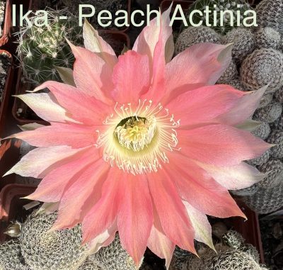 Echinopsis Ika - Peach Actinia (власний гібрид)