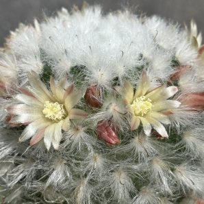 Mammillaria bocasana v. multilanata